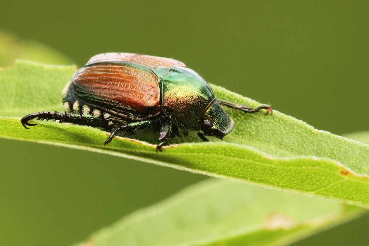 popilia japonica