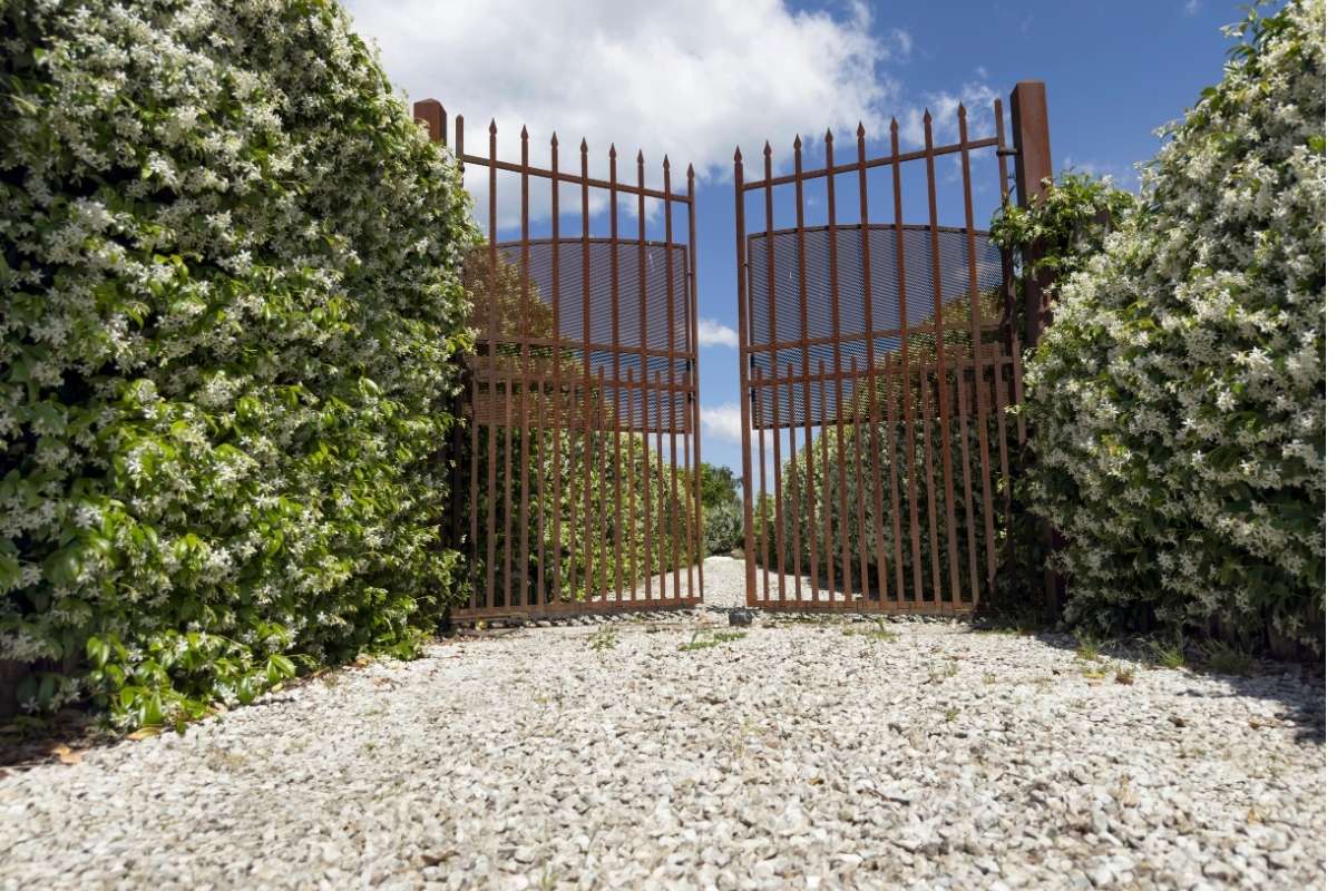 Non potare il gelsomino in estate! I 3 errori che lo faranno morire e come salvarlo potare gelsomino
