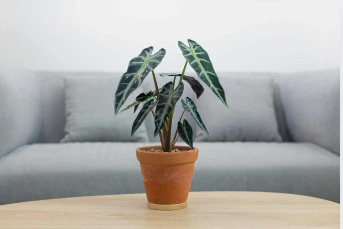 Basta banalità: le 5 piante eleganti che ogni designer vorrebbe in casa (e che tu puoi avere con 20 euro) Alocasia