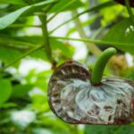 anthurium foglie