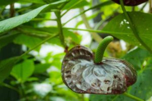 anthurium foglie