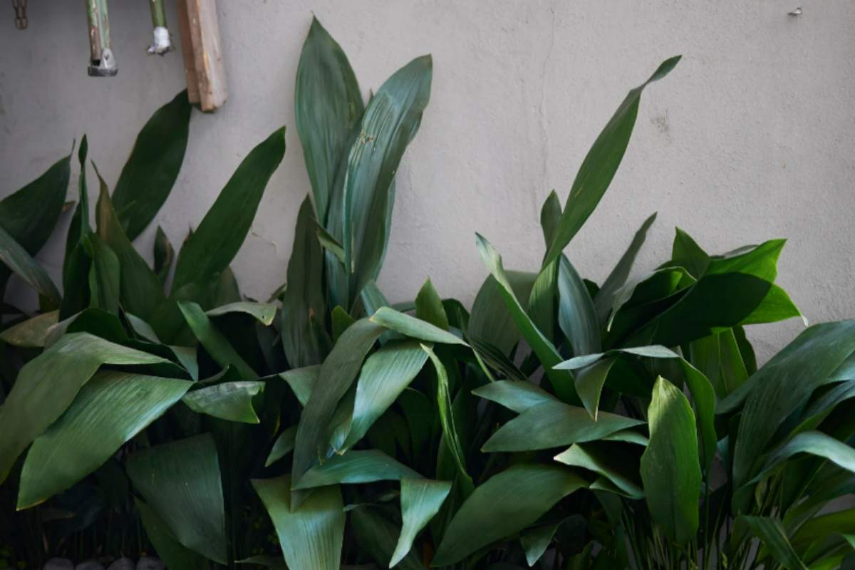 Le 5 piante da appartamento che non muoiono mai: ecco nomi, foto e la scelta perfetta per ogni angolo di casa Aspidistra