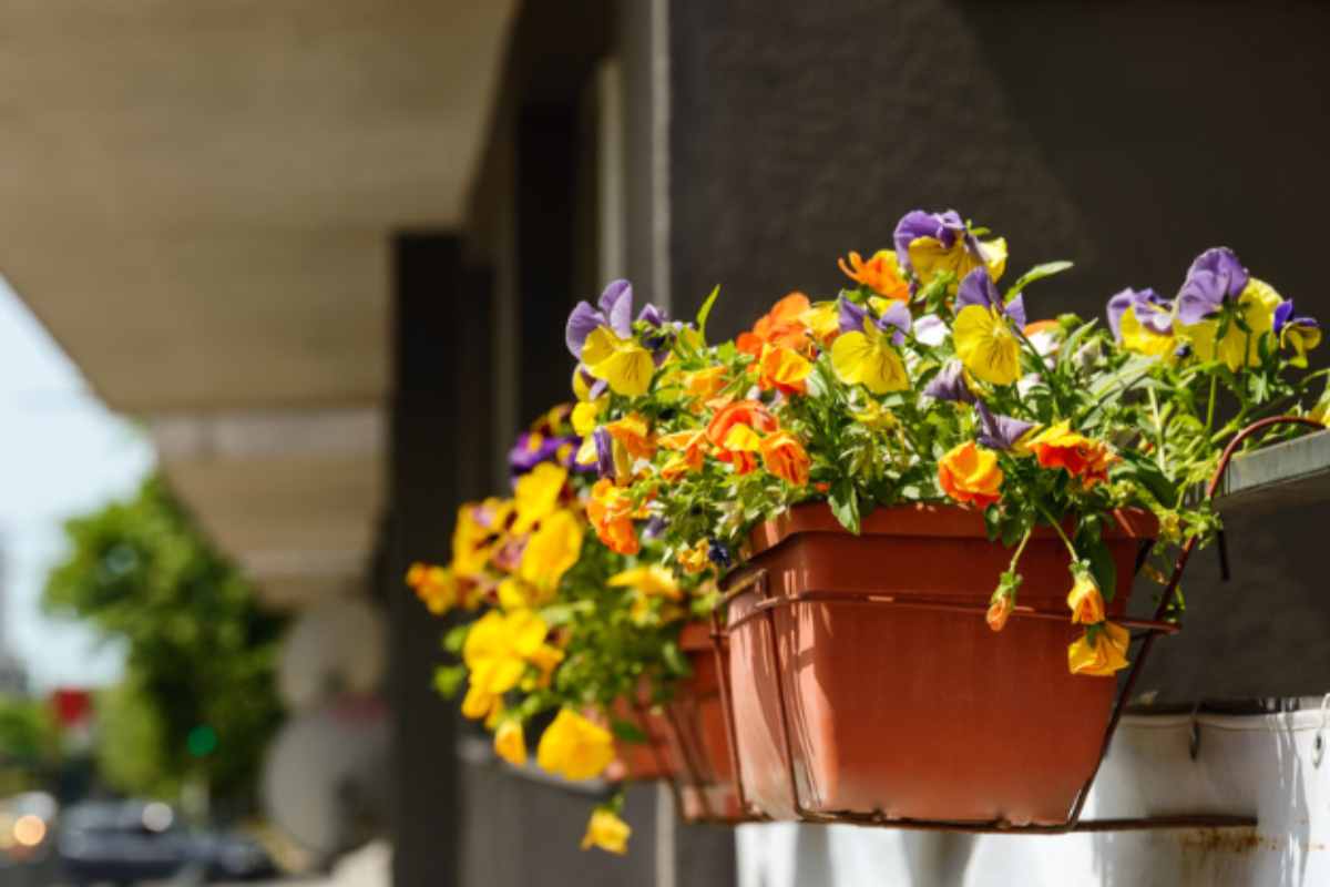 I 5 fiori da piantare a settembre: scegli il più bello per un balcone da sogno anche in autunno balcone viole pensiero 28 8 2025 casadistile.it