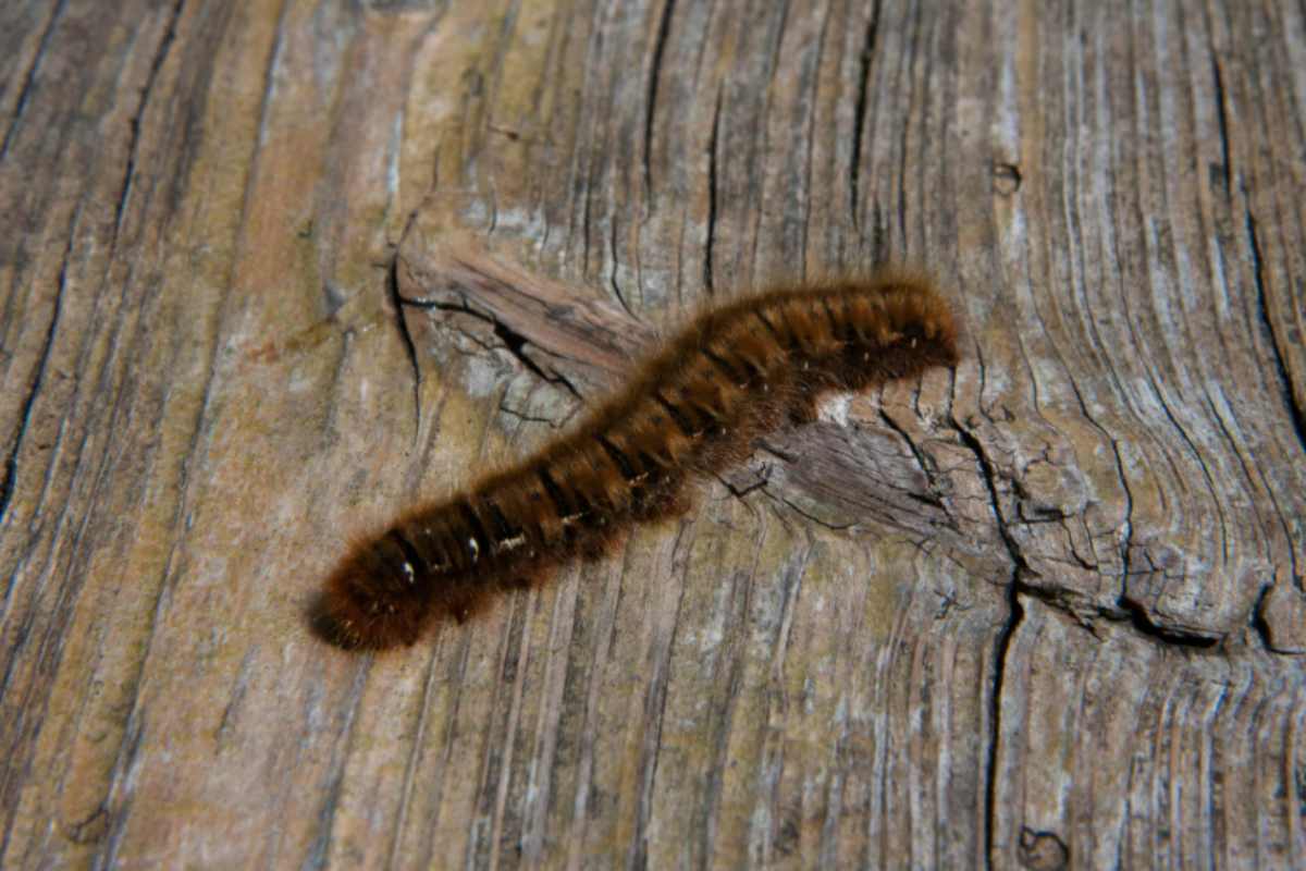 Attenzione alle ragnatele sulle tue piante! Scopri come eliminare l'ifantria in poche mosse e salvare il tuo giardino bruco ifantria