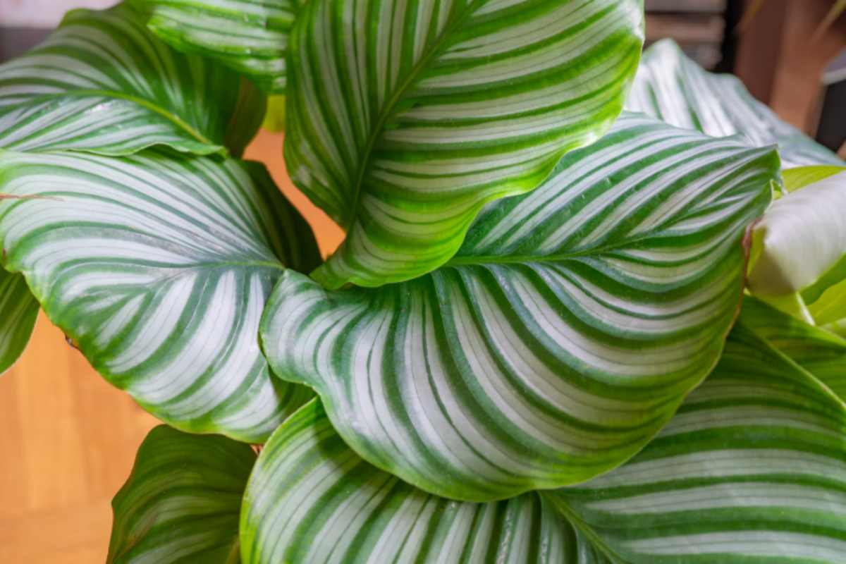 Basta banalità: le 5 piante eleganti che ogni designer vorrebbe in casa (e che tu puoi avere con 20 euro) Calathea