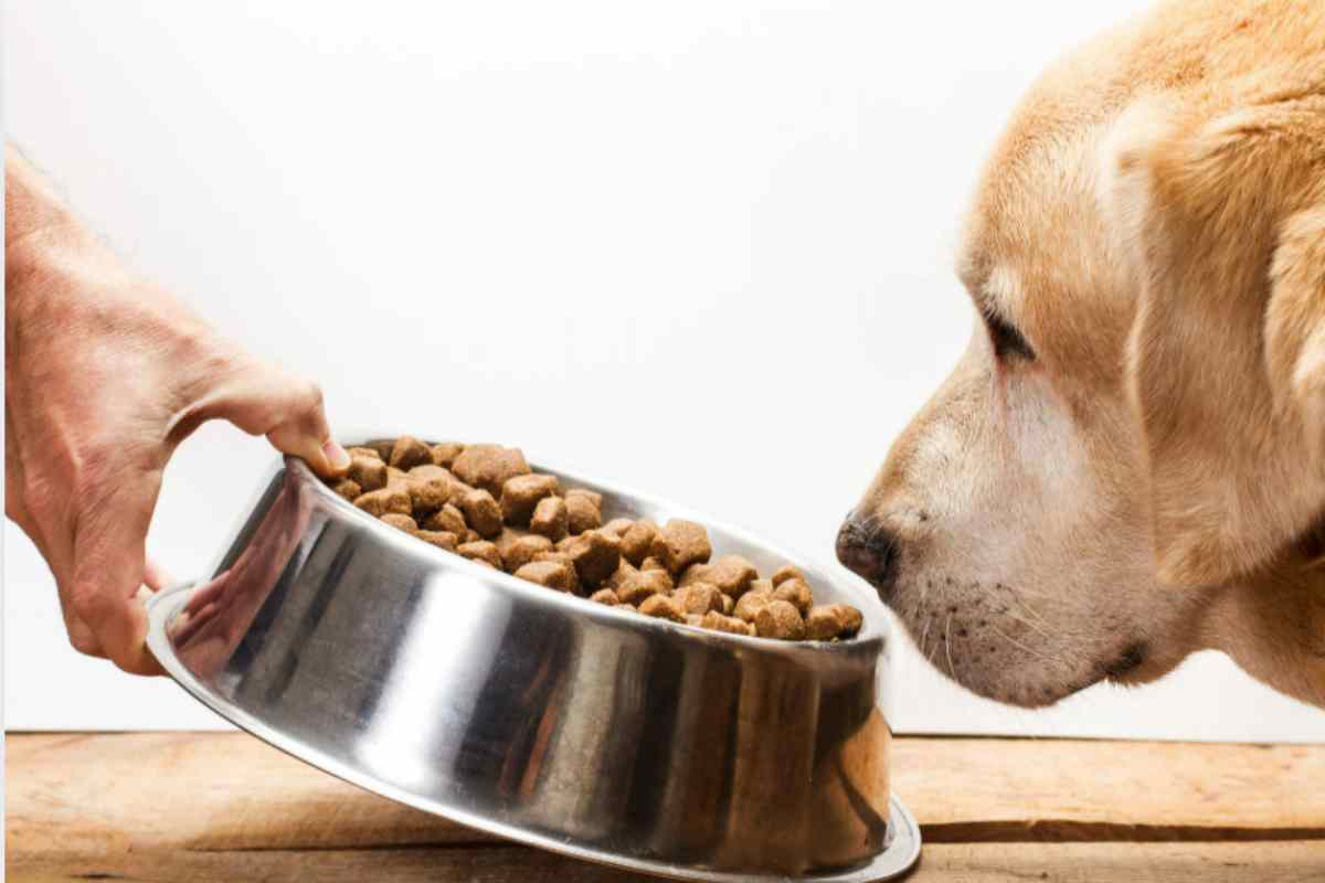 Sai dove mettere la cuccia e la ciotola? Ecco la regola degli interior designer che ti cambia la vita cane mangia