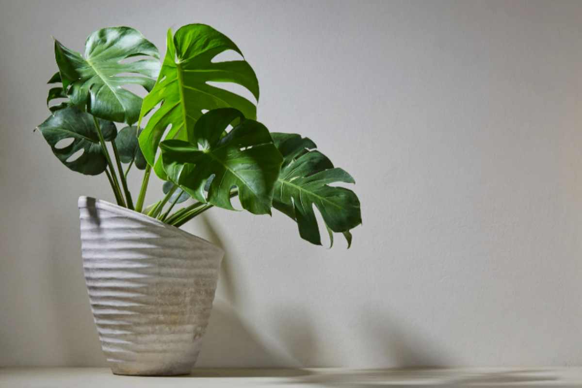 La Monstera è la pianta che non morirà mai: ecco i 5 trucchi che i vivaisti non ti dicono per farla crescere velocissima Monstera in casa