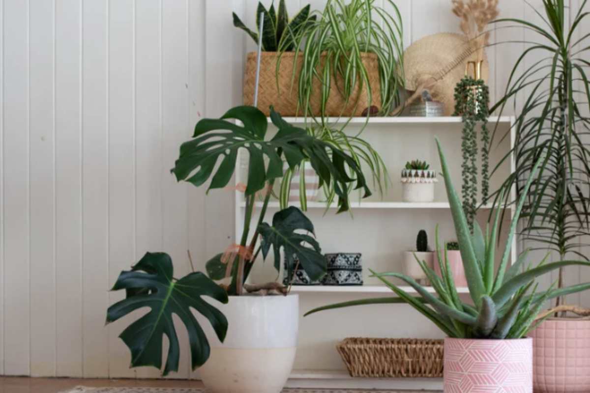 Mai tenere questa pianta in casa: porta solitudine e sfortuna (secondo il Feng Shui) casa pianta