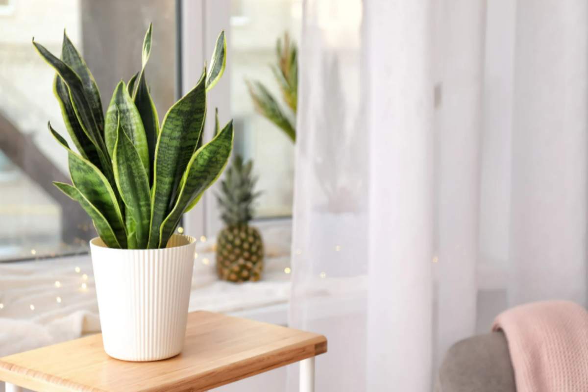 Basta banalità: le 5 piante eleganti che ogni designer vorrebbe in casa (e che tu puoi avere con 20 euro) Sansevieria