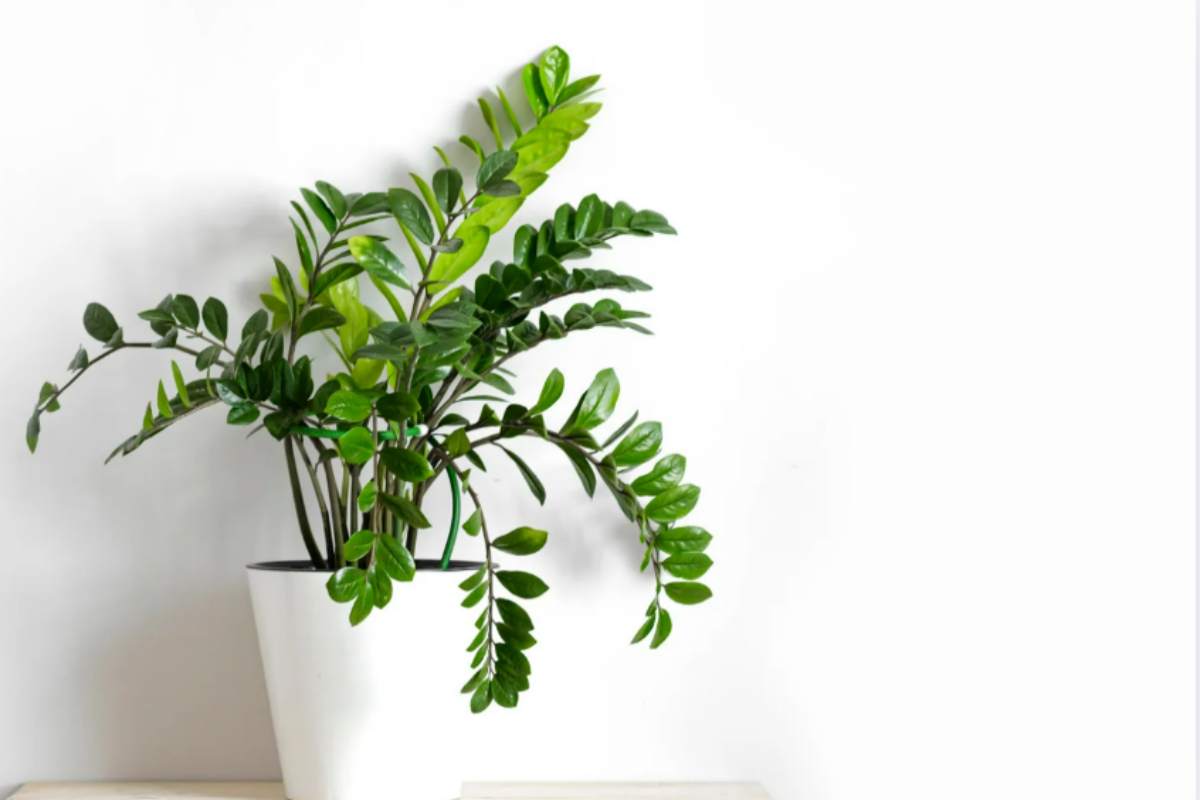 Le 5 piante da appartamento che non muoiono mai: ecco nomi, foto e la scelta perfetta per ogni angolo di casa Zamioculcas