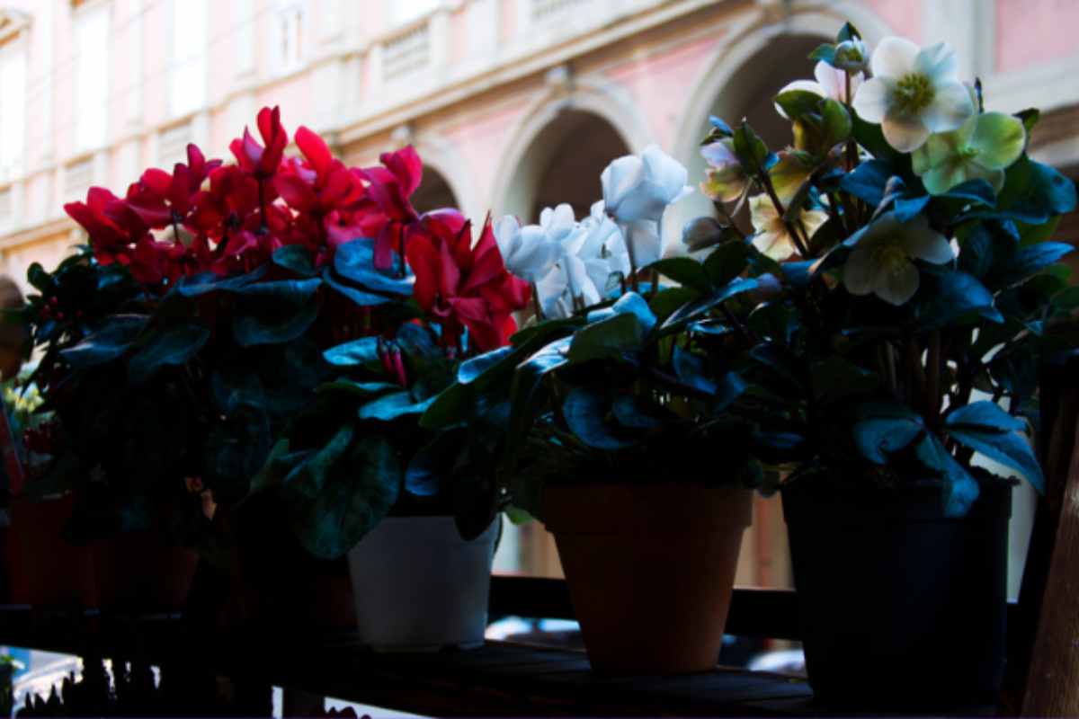 I 5 fiori da piantare a settembre: scegli il più bello per un balcone da sogno anche in autunno ciclamini balcone 28 8 2025 casadistile.it