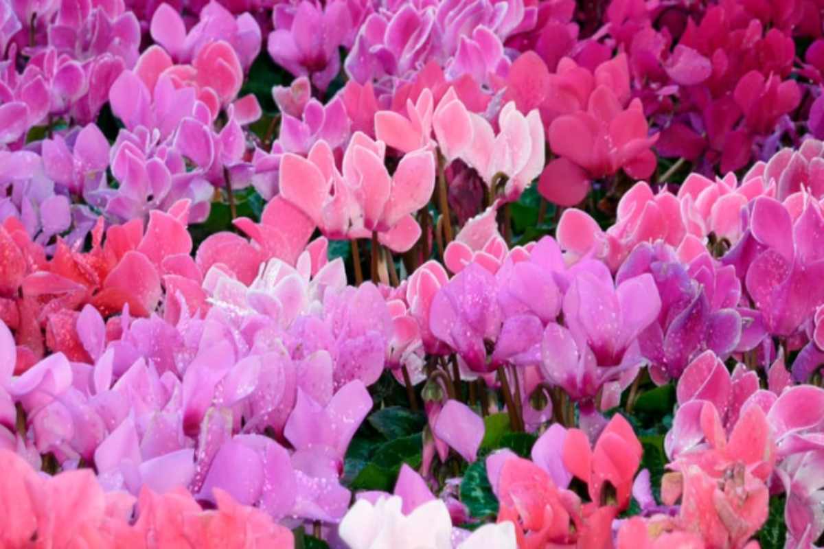 Il giardino che non smette di fiorire: 3 fiori autunnali da piantare ora per un'esplosione di colore ciclamini