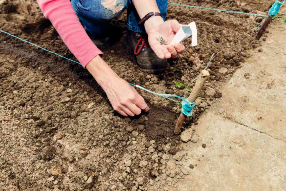 7 ortaggi da seminare assolutamente in agosto per il raccolto autunnale coltivazione orto