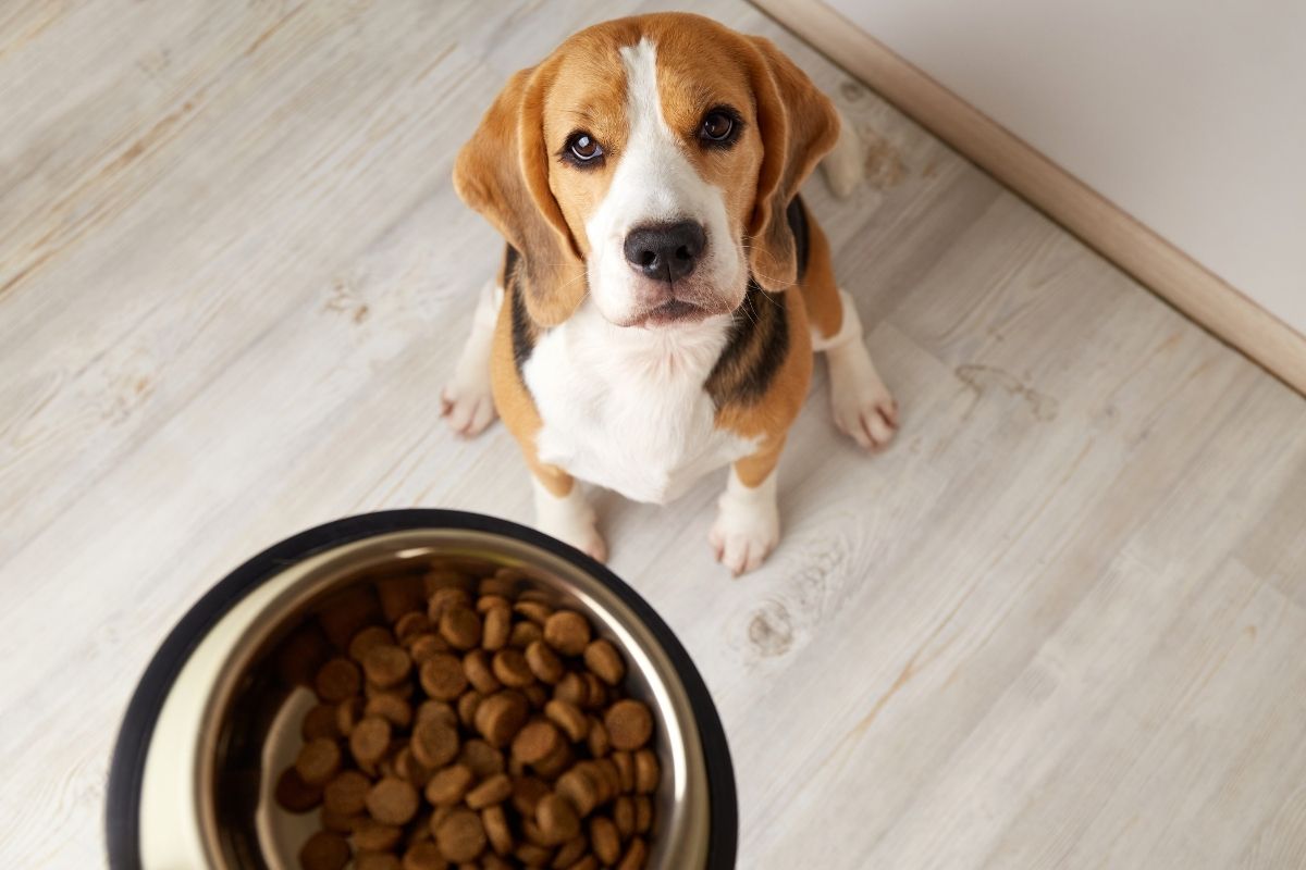 Sai dove mettere la cuccia e la ciotola? Ecco la regola degli interior designer che ti cambia la vita come posizionare la ciotola del cane