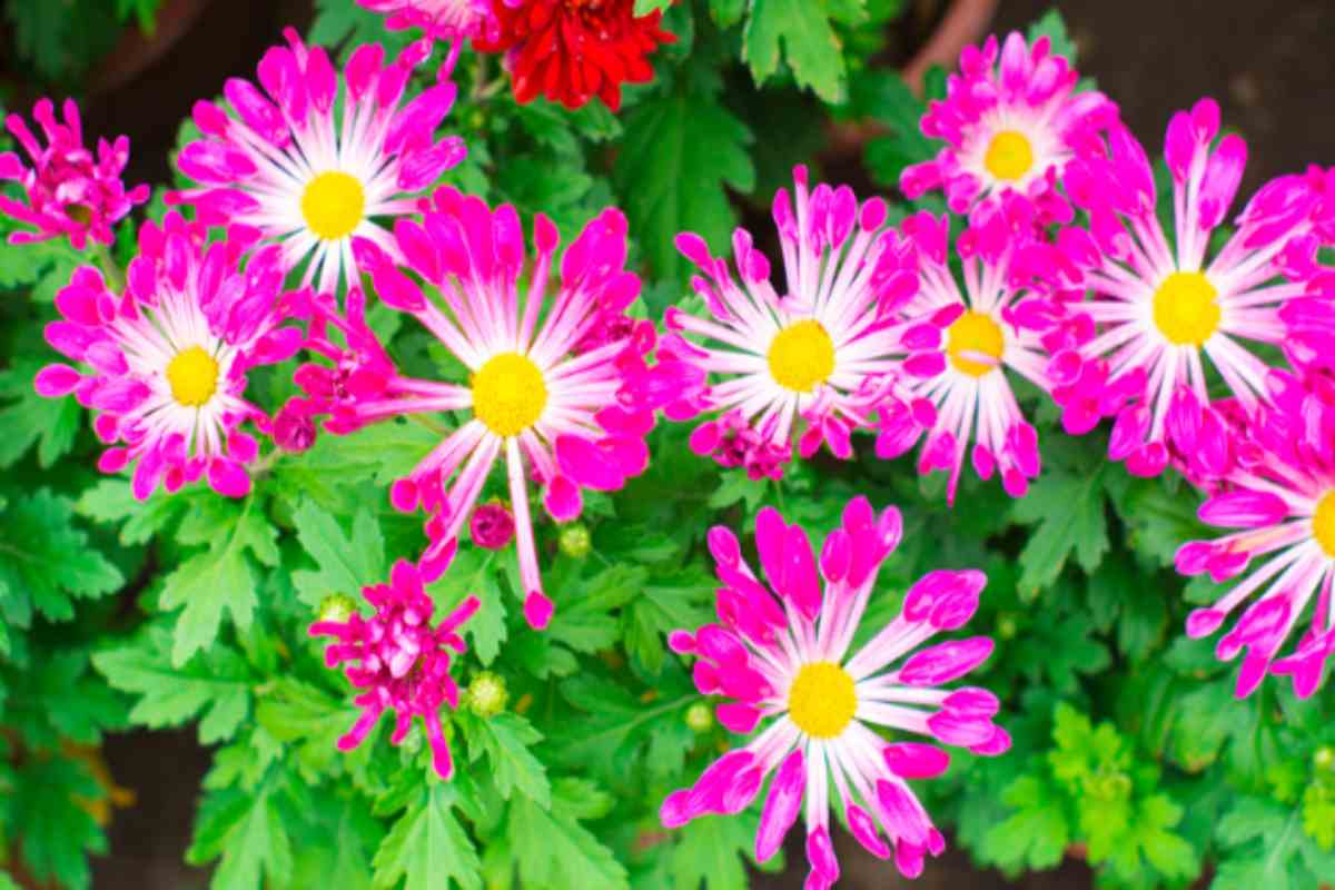 I 5 fiori da piantare a settembre: scegli il più bello per un balcone da sogno anche in autunno criantemi 28 8 2025 casadistile.it