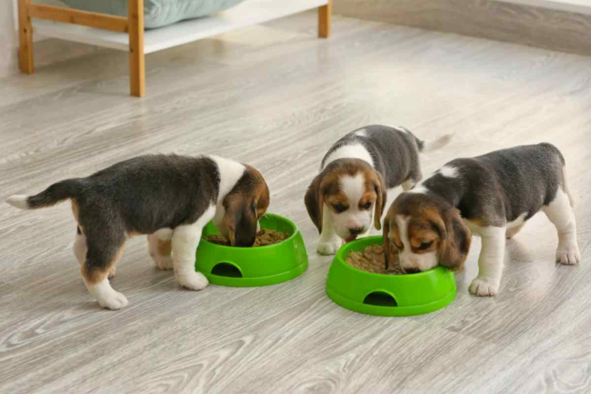 Sai dove mettere la cuccia e la ciotola? Ecco la regola degli interior designer che ti cambia la vita cuccioli mangiano
