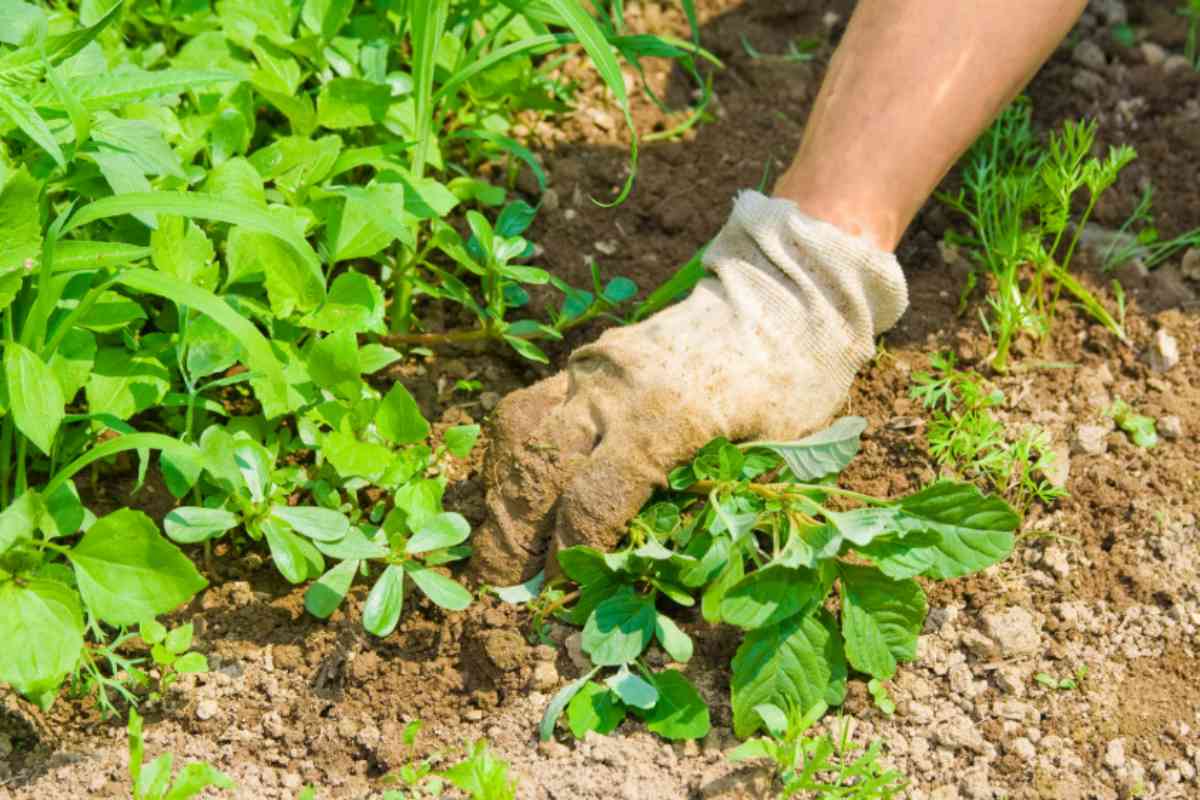 Diserbante totale: il segreto rapido per un giardino senza erbacce in 1 minuto eliminare erbacce