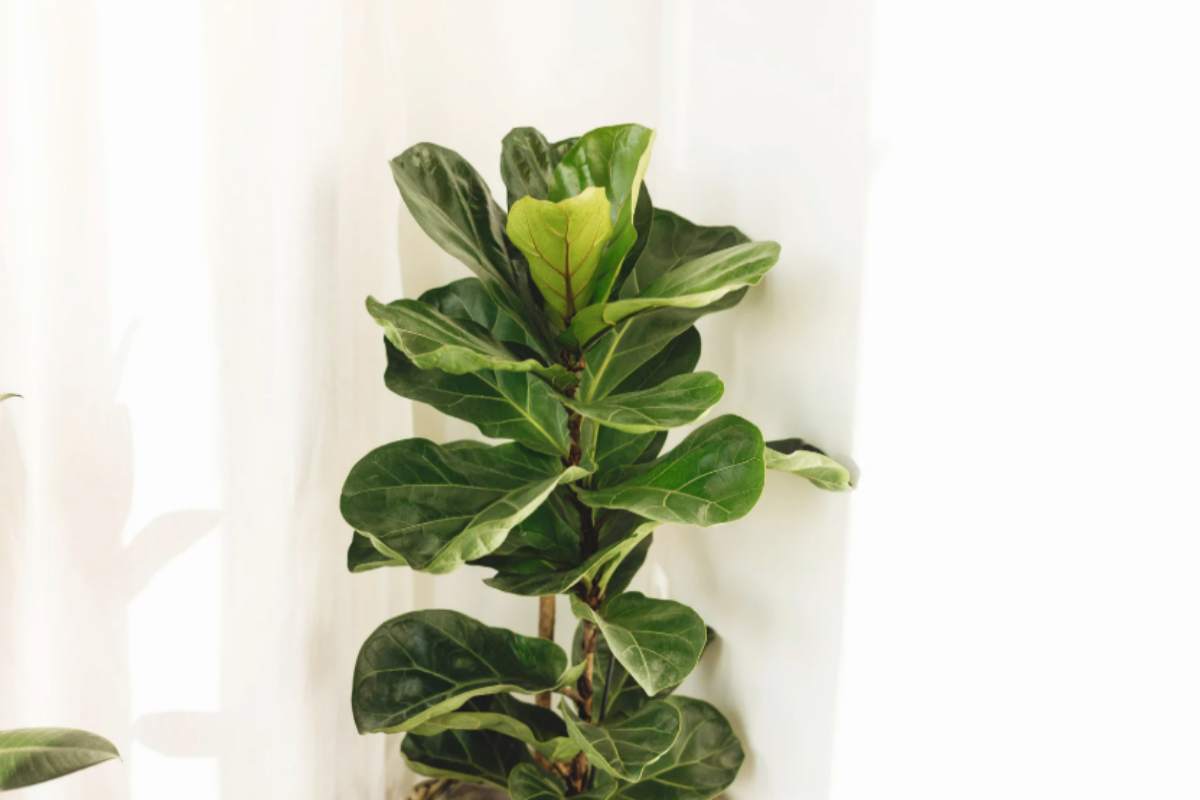 Le 5 piante da appartamento che non muoiono mai: ecco nomi, foto e la scelta perfetta per ogni angolo di casa Ficus