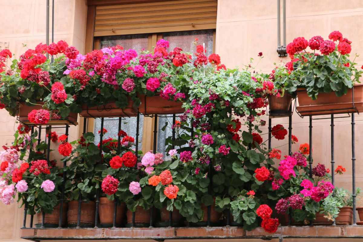 fiori balcone