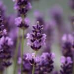 fiori di lavanda