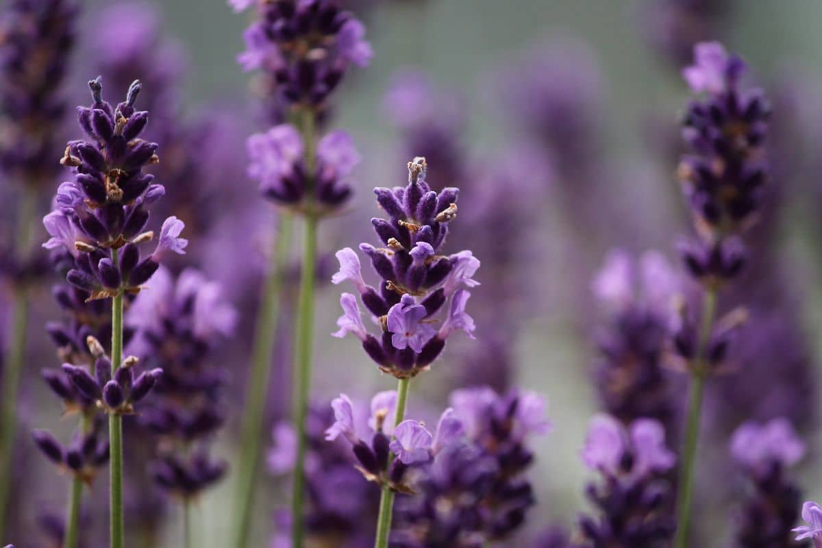 Come fare la talea di lavanda in estate (anche in vaso) fiori di lavanda