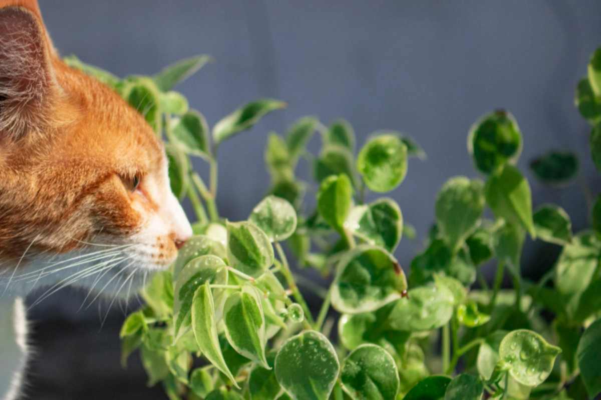 Piante da interno pericolose per gatti: l'elenco aggiornato a luglio 2025 gatto annusa pianta