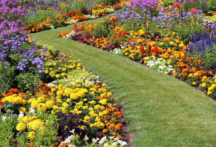 Il giardino che non smette di fiorire: 3 fiori autunnali da piantare ora per un'esplosione di colore giardino fiorito