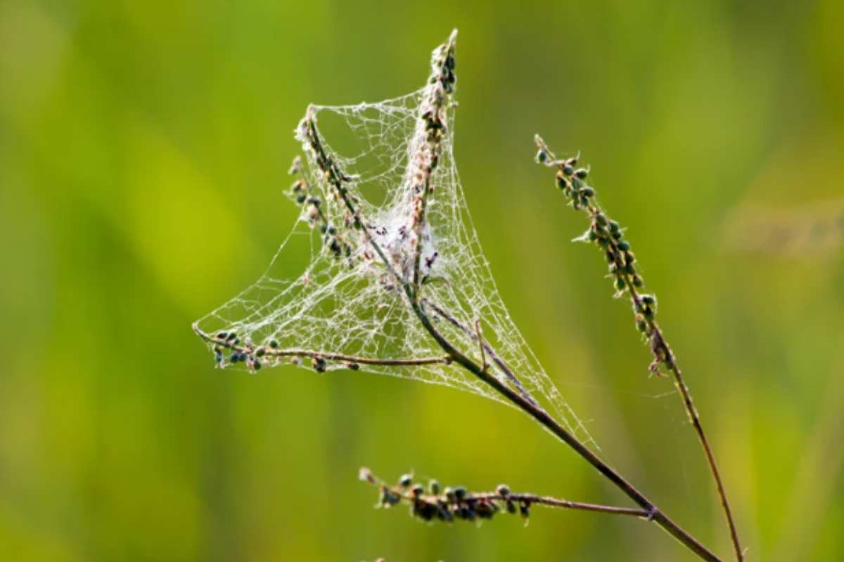 ifantria piante