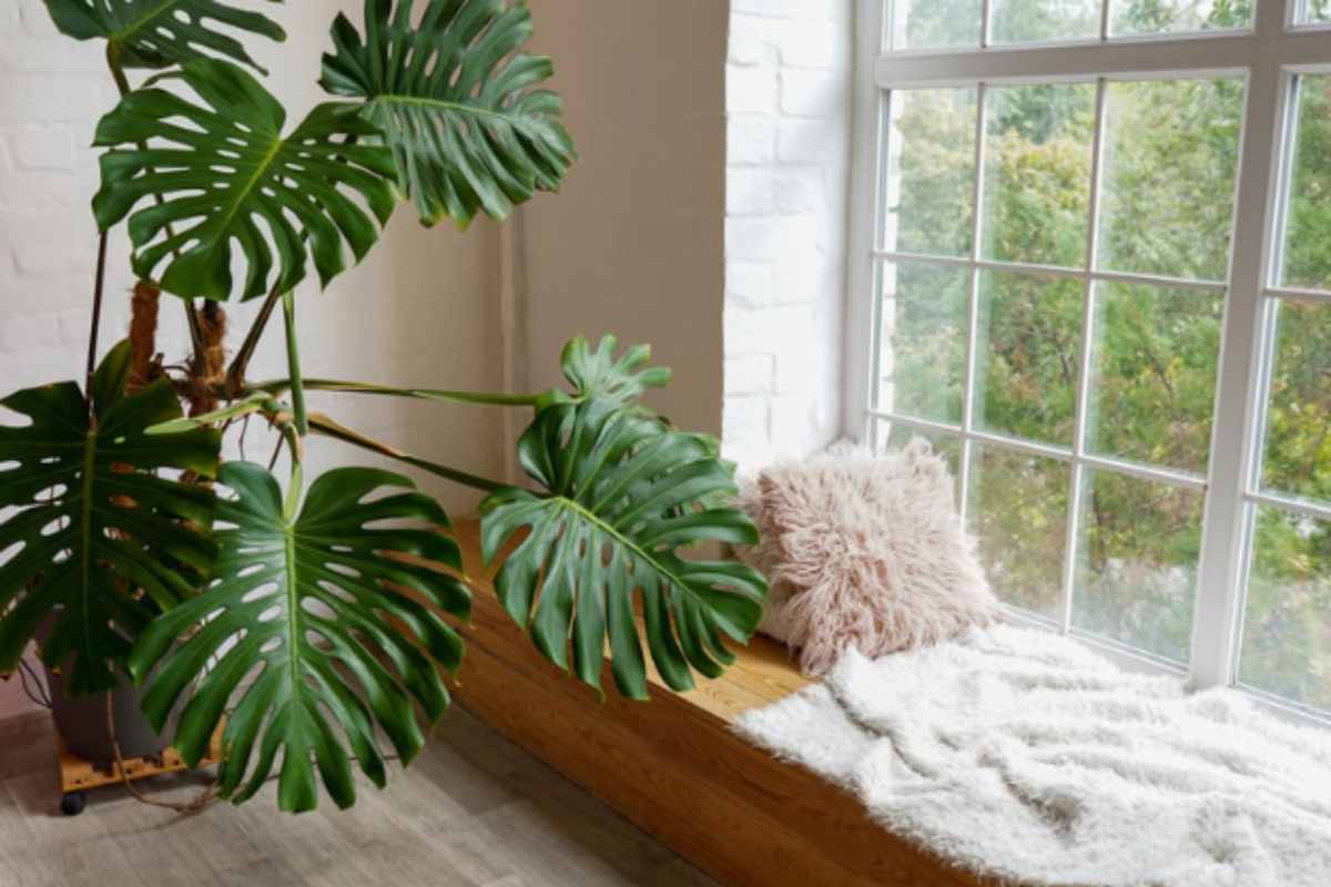 La Monstera è la pianta che non morirà mai: ecco i 5 trucchi che i vivaisti non ti dicono per farla crescere velocissima Monstera