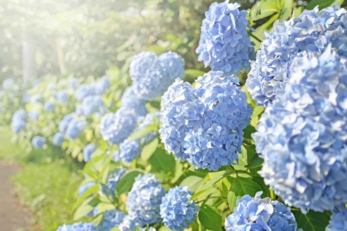 Ortensie, puoi farle seccare per avere fiori in casa tutto l'anno: il metodo migliore da seguire ortensie