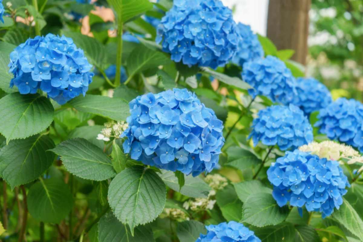 Ortensie, puoi farle seccare per avere fiori in casa tutto l'anno: il metodo migliore da seguire ortnesie