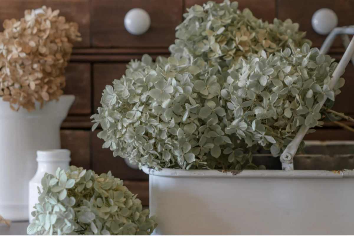 Ortensie, puoi farle seccare per avere fiori in casa tutto l'anno: il metodo migliore da seguire ortensie secche