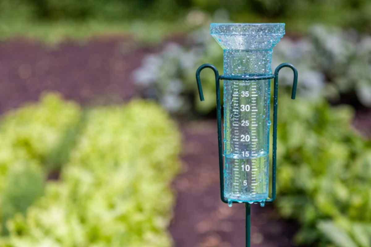 Autunno in tavola: 5 ortaggi da seminare ora per un raccolto facile e veloce orto pioggia