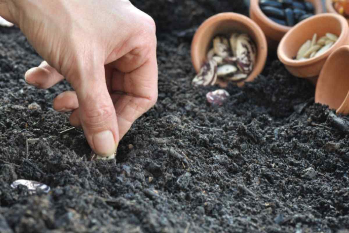 Autunno in tavola: 5 ortaggi da seminare ora per un raccolto facile e veloce orto semina