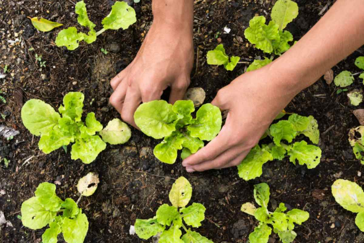 Autunno in tavola: 5 ortaggi da seminare ora per un raccolto facile e veloce orto
