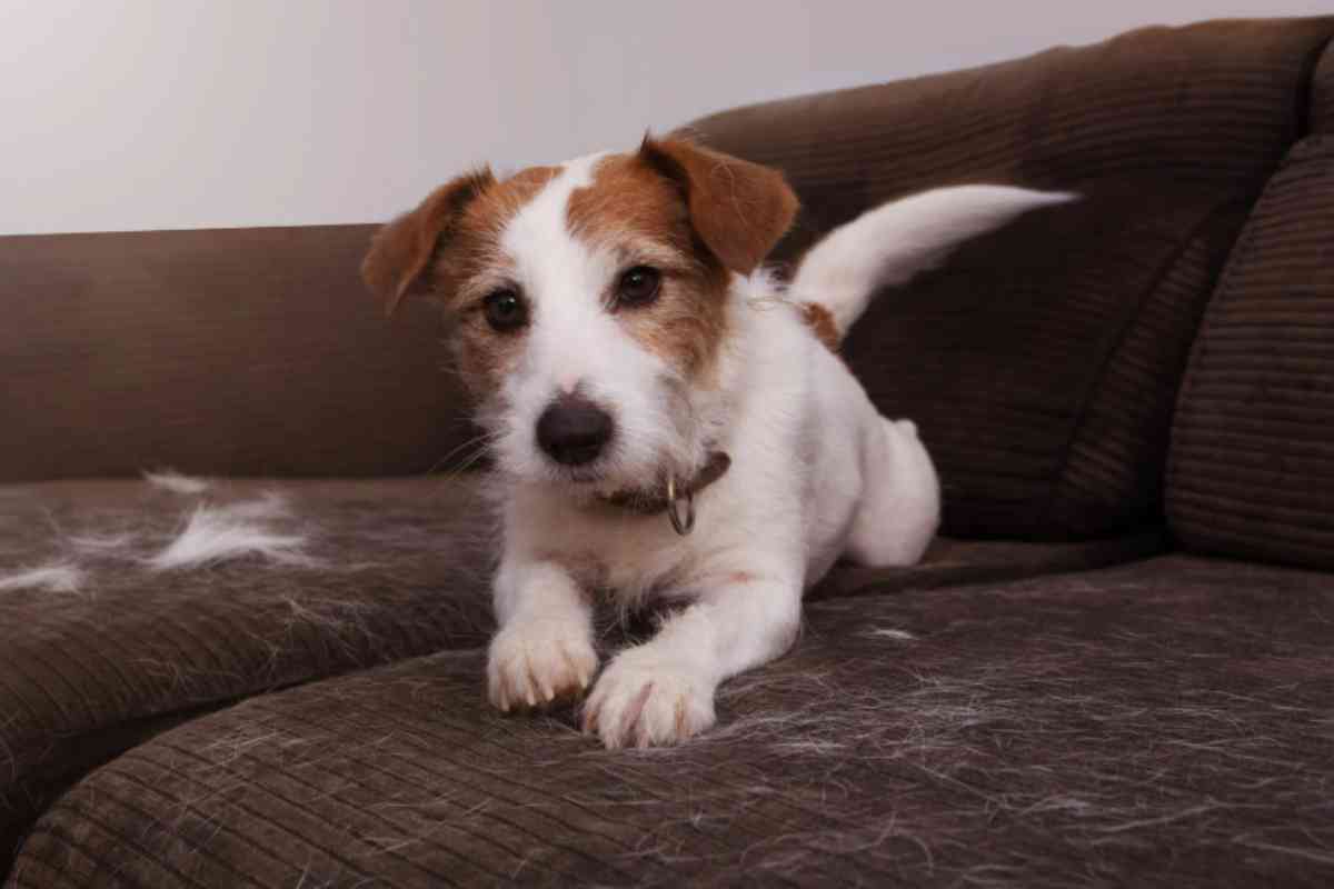 Siete stanchi del solito problema? Ecco il trucco dello scotch per ripulire il divano dai peli di cane in 1 minuto peli di cane sul divano