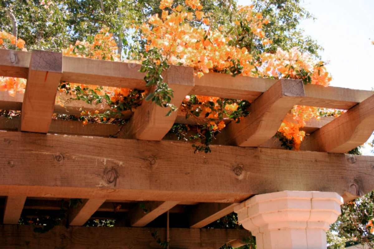 Ecco la pianta rampicante ideale in agosto per una pergola splendidamente fiorita pianta rampicante fiori pergola