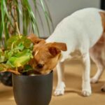 cane pianta da appartamento