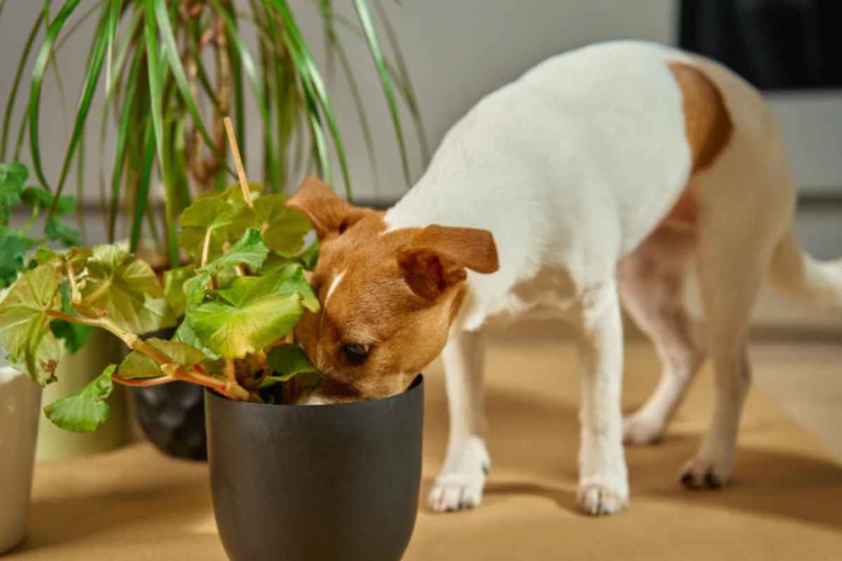 cane pianta da appartamento
