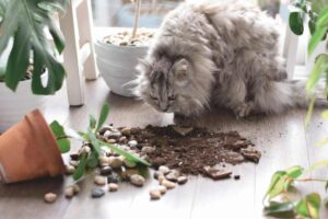 piante e gatti