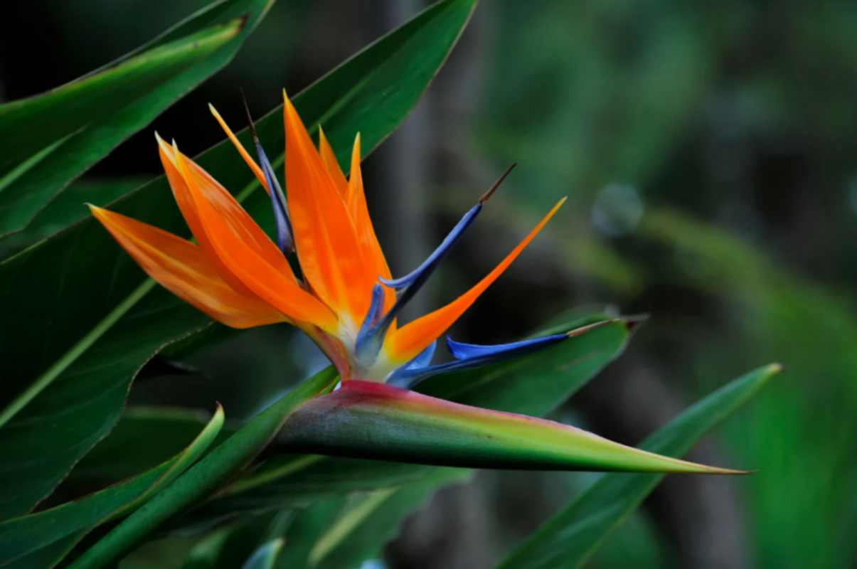 Basta banalità: le 5 piante eleganti che ogni designer vorrebbe in casa (e che tu puoi avere con 20 euro) Strelitzia