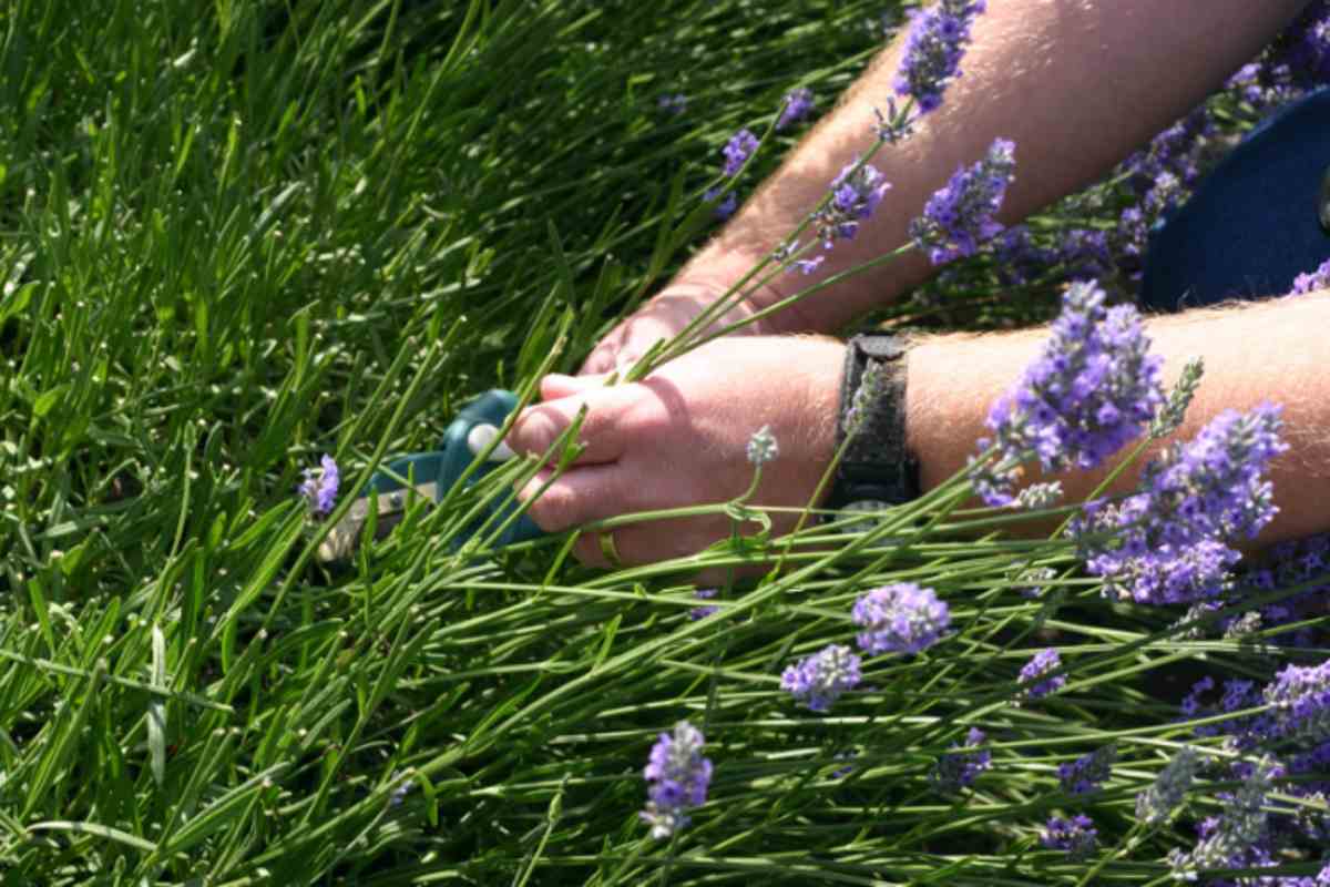 Come fare la talea di lavanda in estate (anche in vaso) tagliare la lavanda