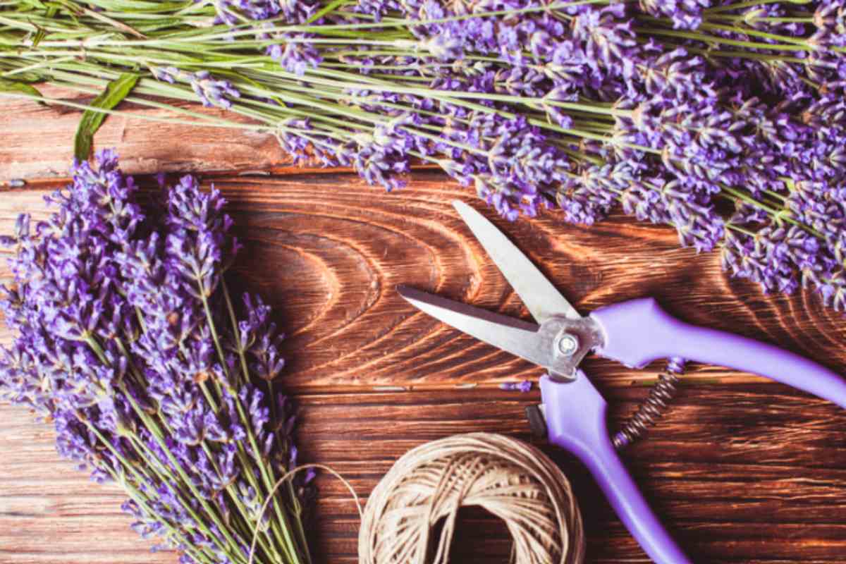 Come fare la talea di lavanda in estate (anche in vaso) talea di lavanda