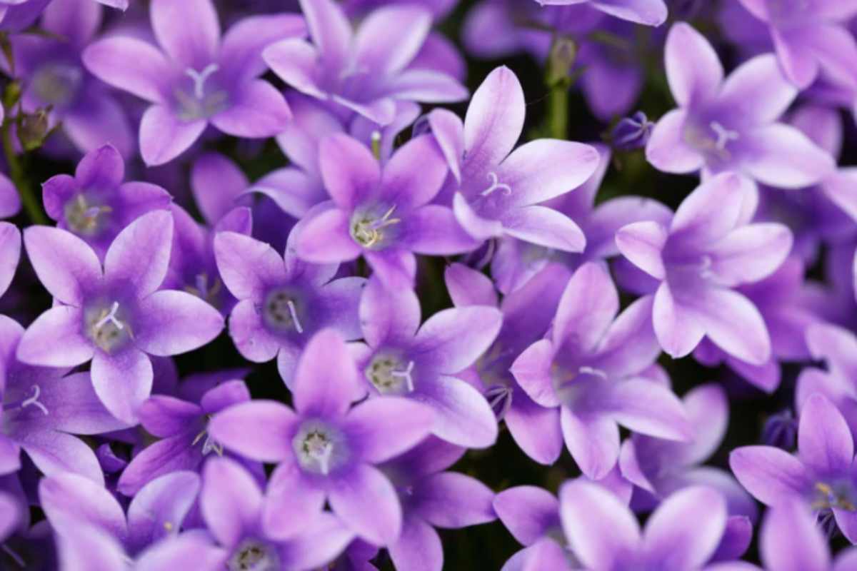 Il giardino che non smette di fiorire: 3 fiori autunnali da piantare ora per un'esplosione di colore viole giardino