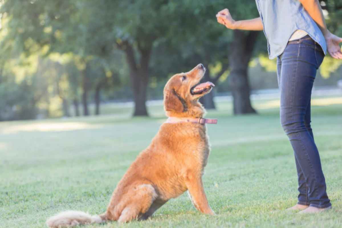 Il tuo cane abbaia troppo in casa? Ecco il trucco del 'rinforzo positivo' che funziona davvero addestramento cane
