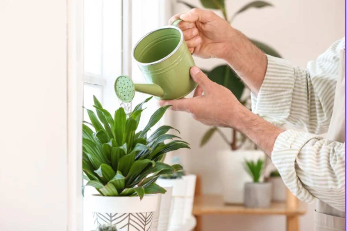 Cosa significa se le vostre piante hanno le punte delle foglie marroni, secondo gli esperti annaffiare piante casa