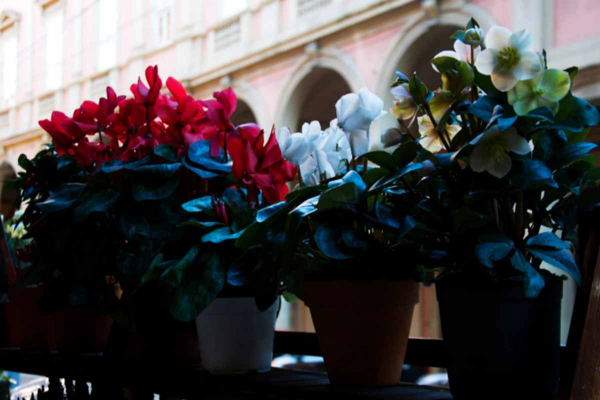 Addio balcone spento in autunno: la pianta che fiorisce anche in inverno e non ha bisogno di nulla balcone ciclamini