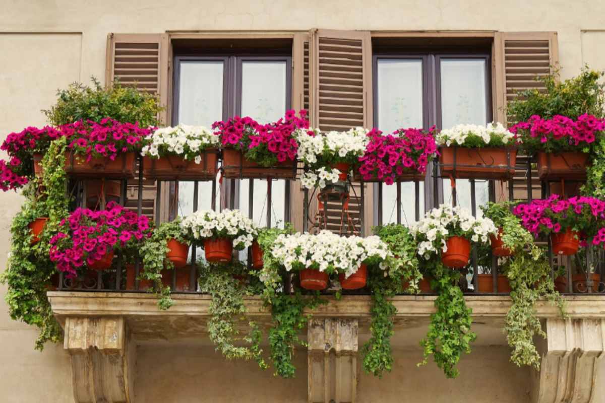 Addio balcone spento in autunno: la pianta che fiorisce anche in inverno e non ha bisogno di nulla balcone fiorito