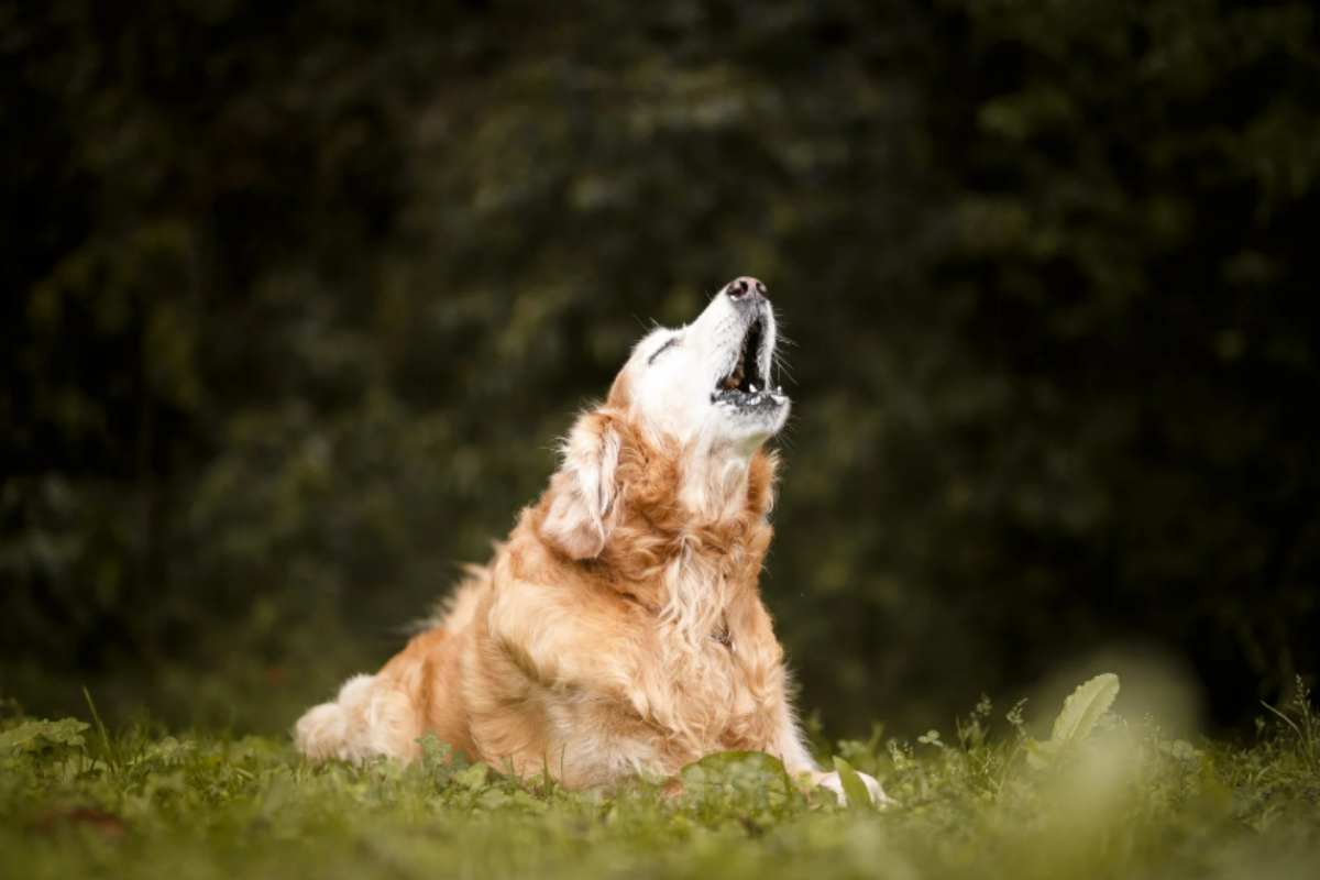 Il tuo cane abbaia troppo in casa? Ecco il trucco del 'rinforzo positivo' che funziona davvero cane abbaia