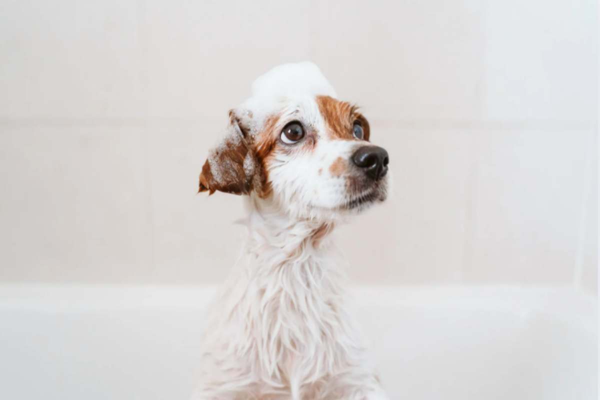 Puzza di cane bagnato? L’errore che facciamo in casa: il segreto dei toelettatori per eliminarla in un minuto cane bagnato